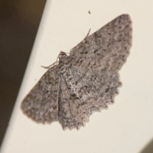 Ectropis fractaria at Surf Beach, NSW - 27 Jan 2024 12:24 AM