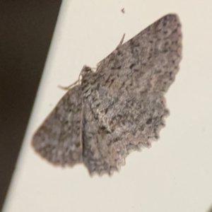 Ectropis fractaria at Surf Beach, NSW - 27 Jan 2024 12:24 AM