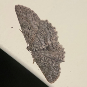 Ectropis fractaria at Surf Beach, NSW - 27 Jan 2024 12:24 AM