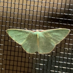 Chlorocoma melocrossa at Surf Beach, NSW - 27 Jan 2024 12:23 AM