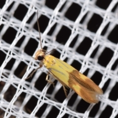 Stathmopoda crocophanes (Yellow Stathmopoda Moth) at QPRC LGA - 26 Jan 2024 by DianneClarke