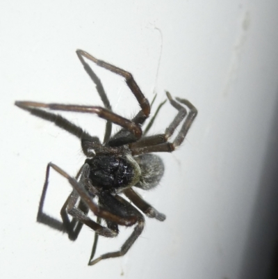 Badumna insignis (Black House Spider) at Emu Creek - 26 Jan 2024 by JohnGiacon