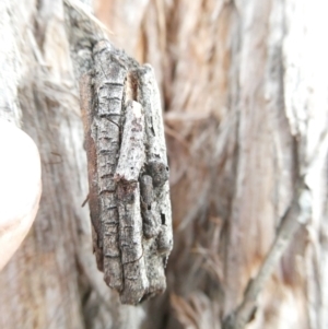 Psychidae (family) IMMATURE at Emu Creek Belconnen (ECB) - 25 Jan 2024