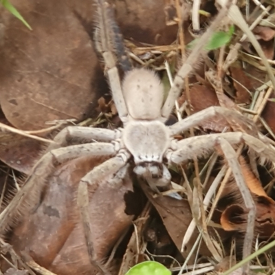 Unidentified Huntsman spider (Sparassidae) at Tuross Head, NSW - 26 Jan 2024 by jmcleod