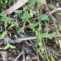 Einadia nutans (Climbing Saltbush) at Campbell, ACT - 27 Jan 2024 by SilkeSma