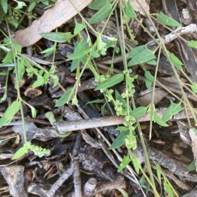 Einadia nutans (Climbing Saltbush) at Campbell, ACT - 27 Jan 2024 by SilkeSma