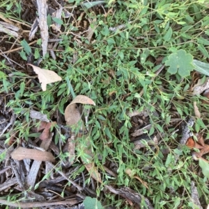 Einadia nutans at Campbell, ACT - 27 Jan 2024 12:14 PM