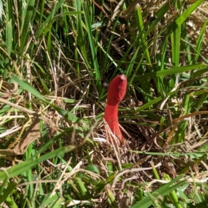 Phallus rubicundus at Watson, ACT - 27 Jan 2024 10:42 AM