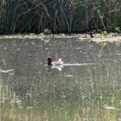 Gallinula tenebrosa (Dusky Moorhen) at Watson Green Space - 27 Jan 2024 by AniseStar