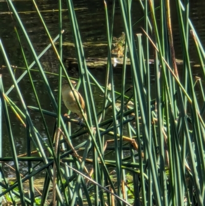 Acrocephalus australis (Australian Reed-Warbler) at Watson, ACT - 26 Jan 2024 by AniseStar