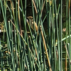 Acrocephalus australis at Watson Green Space - 27 Jan 2024