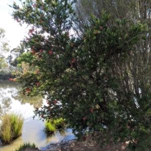 Callistemon sp. at Watson Green Space - 27 Jan 2024 09:45 AM