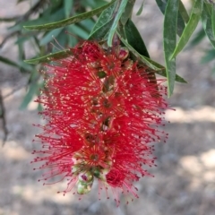 Callistemon sp. at Watson Green Space - 27 Jan 2024