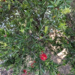 Callistemon sp. at Watson Green Space - 27 Jan 2024