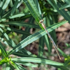 Austrolestes leda (Wandering Ringtail) at Watson, ACT - 26 Jan 2024 by AniseStar