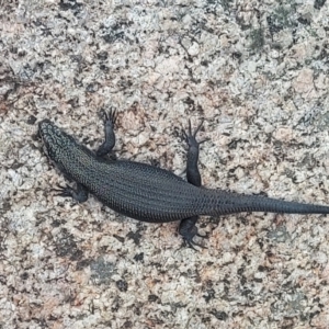 Egernia saxatilis intermedia at Namadgi National Park - 26 Jan 2024 10:32 AM