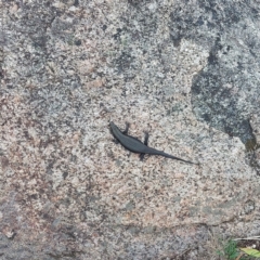 Egernia saxatilis intermedia at Namadgi National Park - 26 Jan 2024