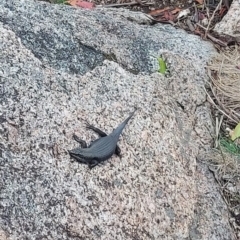 Egernia saxatilis intermedia at Namadgi National Park - 26 Jan 2024 10:32 AM