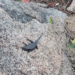 Egernia saxatilis intermedia at Namadgi National Park - 26 Jan 2024