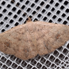 Casbia rectaria (Pomaderris Moth) at QPRC LGA - 26 Jan 2024 by DianneClarke