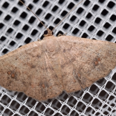 Casbia rectaria (Pomaderris Moth) at QPRC LGA - 26 Jan 2024 by DianneClarke