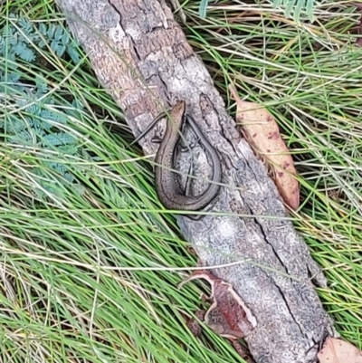 Pseudemoia entrecasteauxii (Woodland Tussock-skink) at Namadgi National Park - 25 Jan 2024 by GirtsO