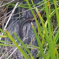 Pseudemoia entrecasteauxii (Woodland Tussock-skink) at Namadgi National Park - 26 Jan 2024 by GirtsO