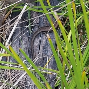 Pseudemoia entrecasteauxii at Namadgi National Park - 26 Jan 2024