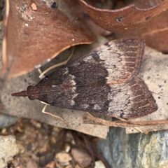 Uresiphita ornithopteralis (Tree Lucerne Moth) at Surf Beach, NSW - 27 Jan 2024 by Hejor1