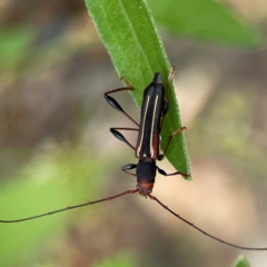 Amphirhoe sloanei (Longicorn or Longhorn beetle) at Surf Beach, NSW - 27 Jan 2024 by Hejor1