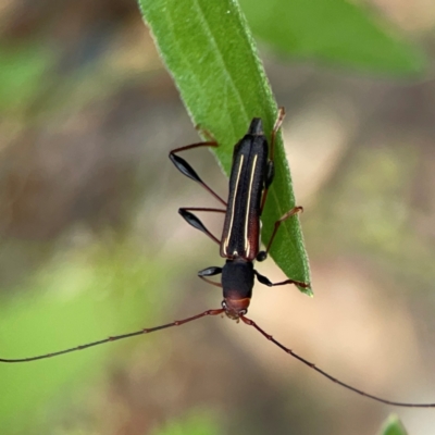 Amphirhoe sloanei (Longicorn or Longhorn beetle) at Surf Beach, NSW - 27 Jan 2024 by Hejor1