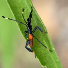 Coreidae (family) at Surf Beach, NSW - 27 Jan 2024 02:05 PM