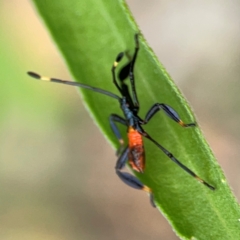 Coreidae (family) at Surf Beach, NSW - 27 Jan 2024 02:05 PM