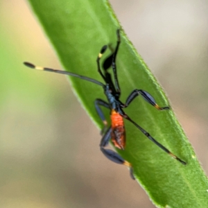 Coreidae (family) at Surf Beach, NSW - 27 Jan 2024 02:05 PM