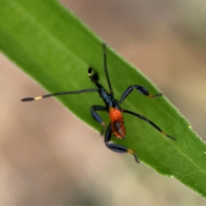 Coreidae (family) at Surf Beach, NSW - 27 Jan 2024 02:05 PM