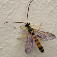 Ichneumonidae (family) (Unidentified ichneumon wasp) at Surf Beach, NSW - 27 Jan 2024 by Hejor1