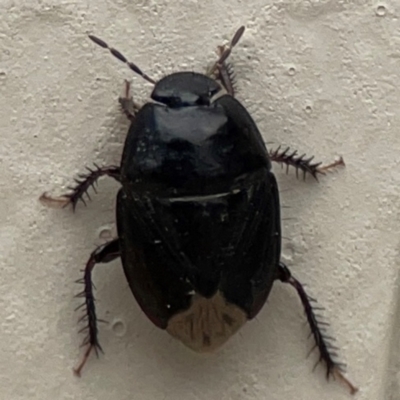 Adrisa sp. (genus) (Burrowing Bug) at Surf Beach, NSW - 27 Jan 2024 by Hejor1