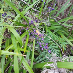 Dianella tasmanica at Namadgi National Park - 26 Jan 2024