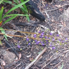 Dianella tasmanica (Tasman Flax Lily) at Tharwa, ACT - 26 Jan 2024 by GirtsO