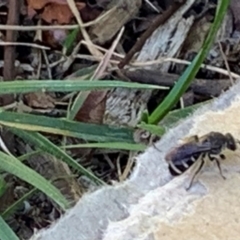 Lasioglossum (Chilalictus) sp. (genus & subgenus) (Halictid bee) at Watson, ACT - 10 Oct 2023 by ABeek