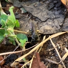 Lasioglossum (Chilalictus) sp. (genus & subgenus) at Watson, ACT - 10 Oct 2023