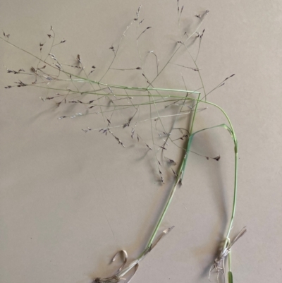 Panicum effusum (Hairy Panic Grass) at Campbell, ACT - 27 Jan 2024 by SilkeSma