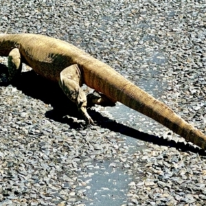 Varanus rosenbergi at QPRC LGA - suppressed