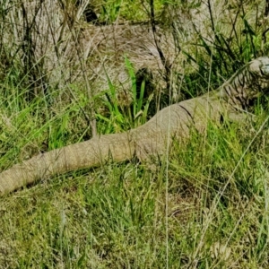 Varanus rosenbergi at QPRC LGA - suppressed