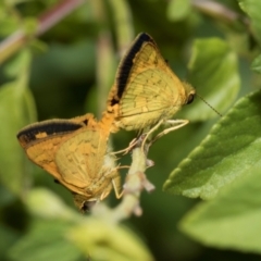 Ocybadistes walkeri (Green Grass-dart) at Higgins, ACT - 26 Jan 2024 by AlisonMilton