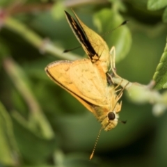 Ocybadistes walkeri at Higgins, ACT - 26 Jan 2024