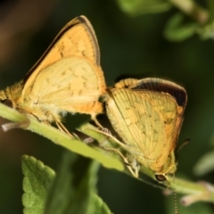 Ocybadistes walkeri at Higgins, ACT - 26 Jan 2024