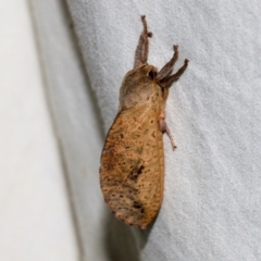 Elhamma australasiae (A Swift or Ghost moth (Hepialidae)) at Higgins, ACT - 26 Jan 2024 by AlisonMilton