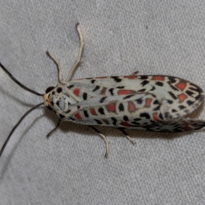 Utetheisa (genus) (A tiger moth) at Higgins, ACT - 25 Jan 2024 by AlisonMilton
