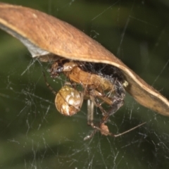 Parasteatoda sp. (genus) at ANBG - 4 Feb 2022 by AlisonMilton